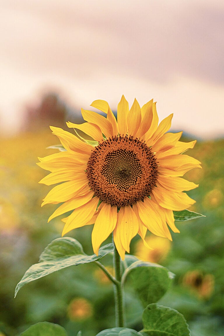 How To Be Certain You Are A Child Of God