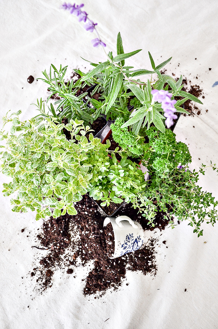 Herb Container Gardening: The Ultimate Guide To the Best Herbs To Use