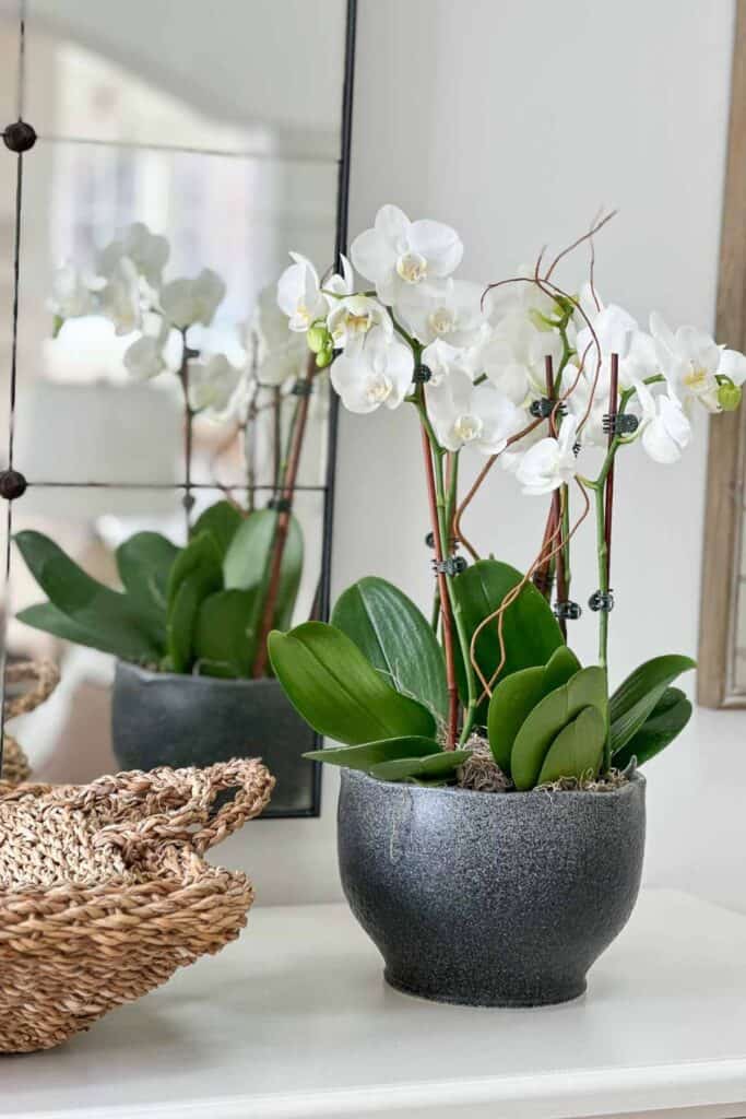 WHITE ORCHIDS IN A BLACK CONTAINER