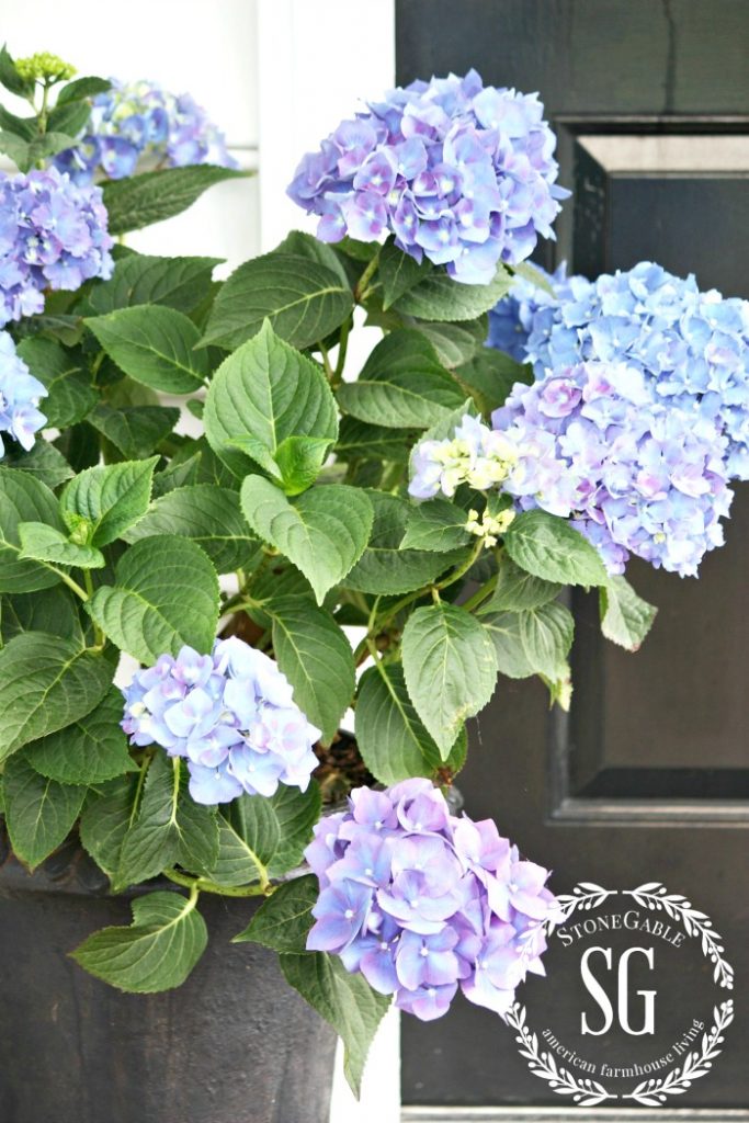 blue hydrangeas in a pot