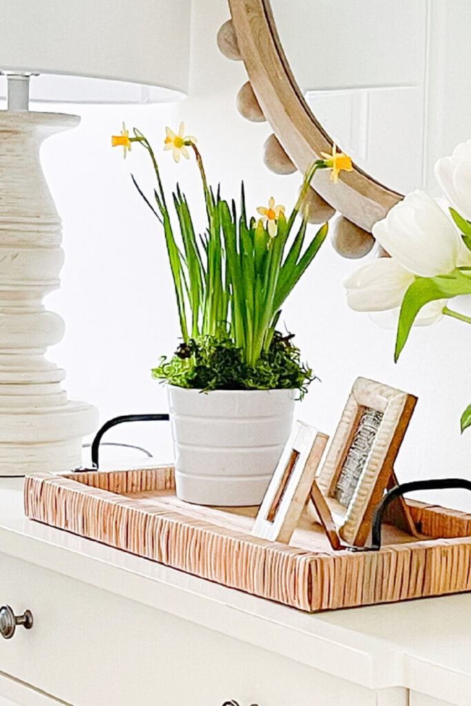daffodil planted in a white pot