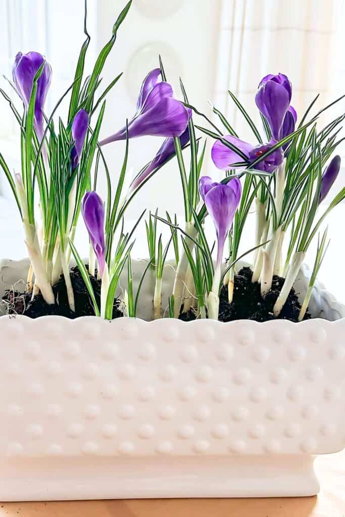 bulbs positioned in a planter