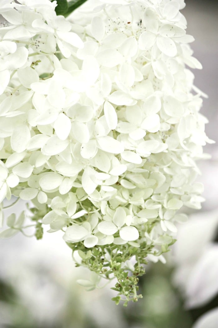 Keep Cut Hydrangeas From Wilting: The Secret For Keeping Them Fresh Longer