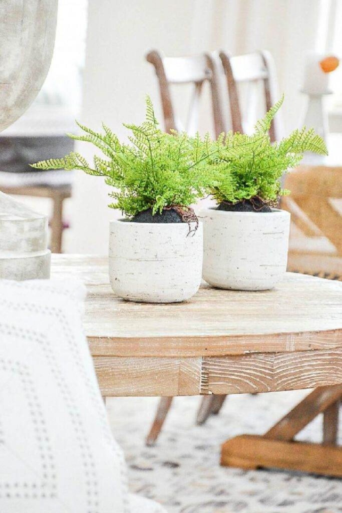 things to do for spring now- FERNS