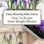 No green thumb needed! Discover a simple way to plant blooming spring bulbs in your favorite containers for a quick and stunning home update.