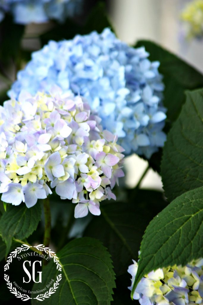 blue hydrangeas