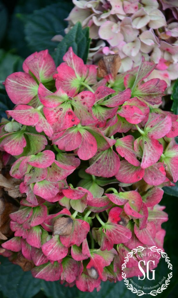 pink and green hydrangeas