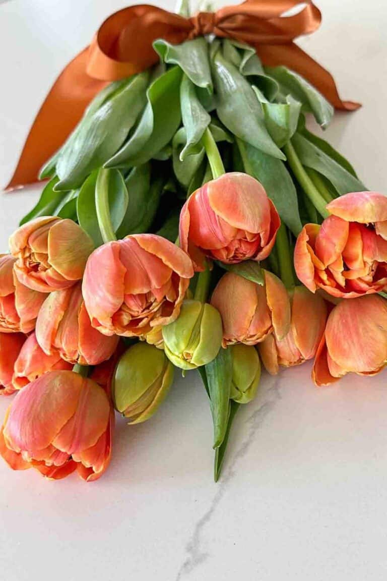 tulips