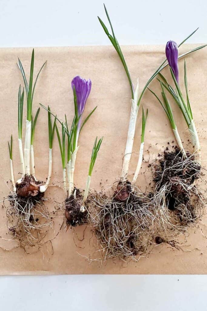individual crocus bulbs