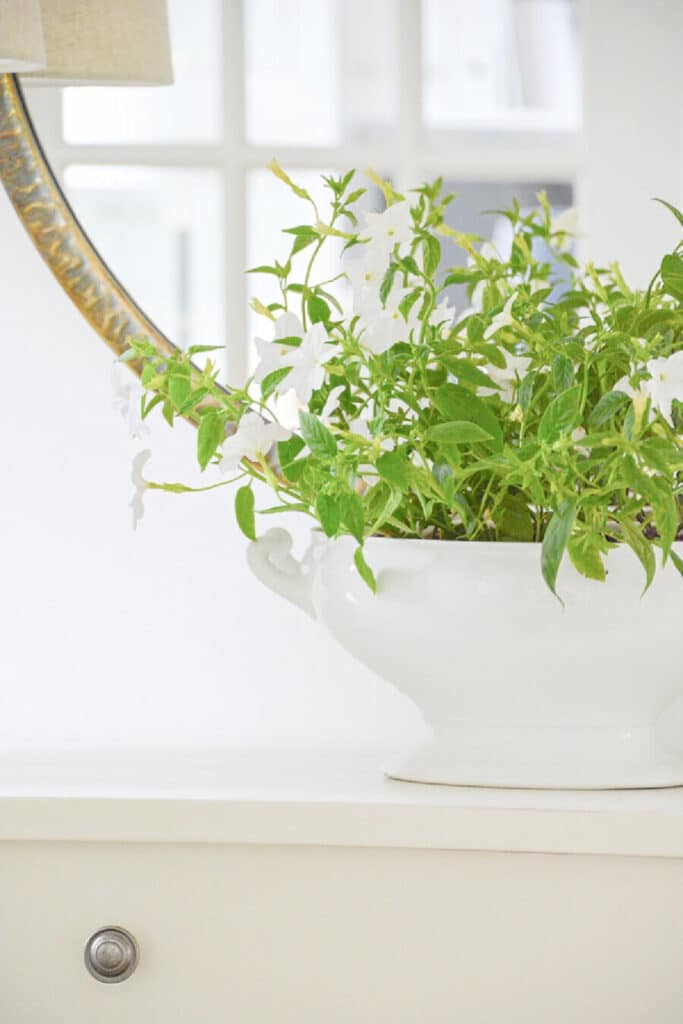 GREEN PLANT IN A PEDESTAL BOWL