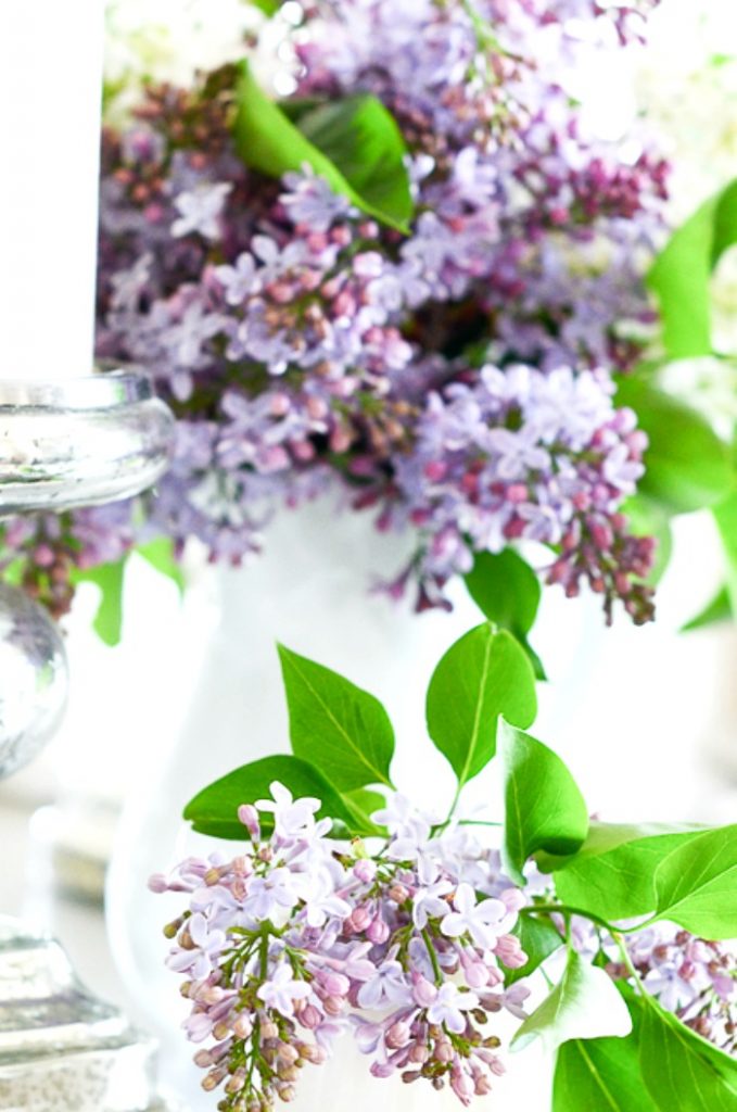 lilacs in two containers
