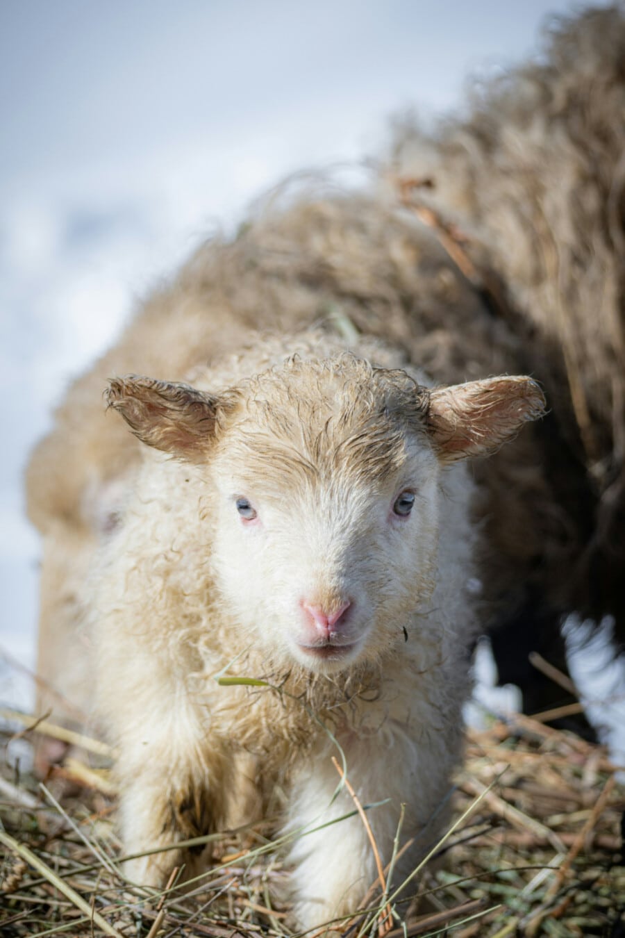 We Are His Sheep