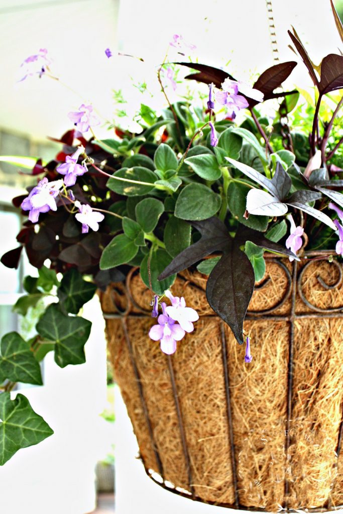 hanging baskets of tiny purple flowers