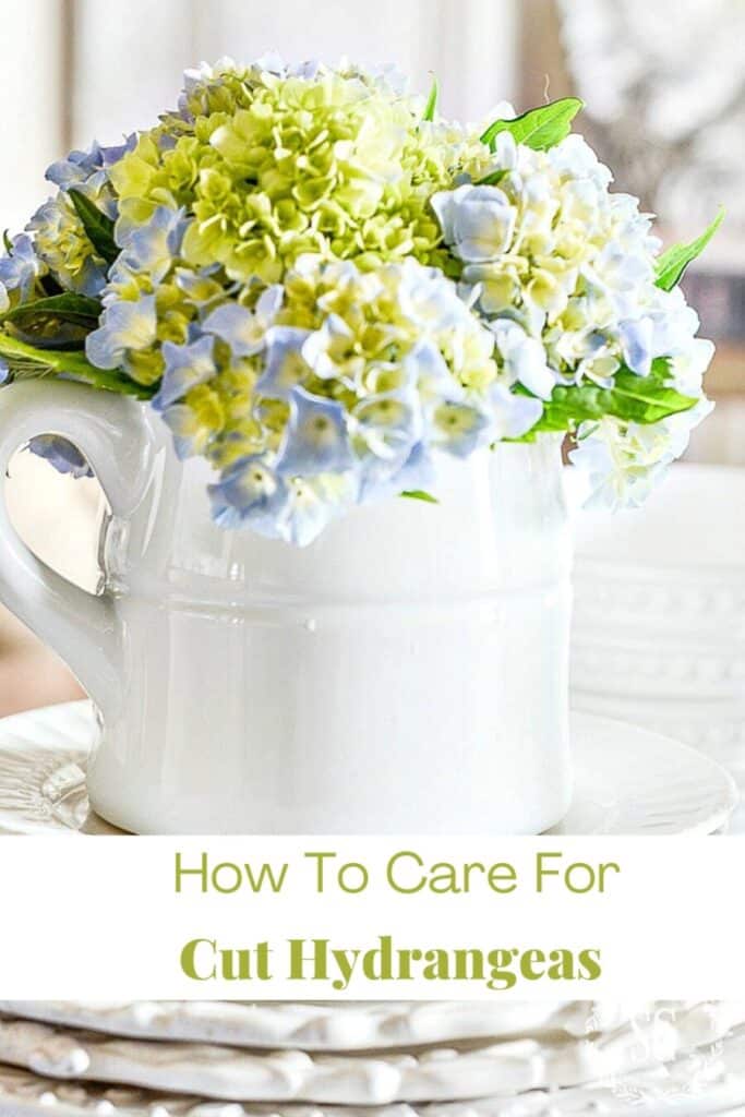 hydrangeas in a pitcher
