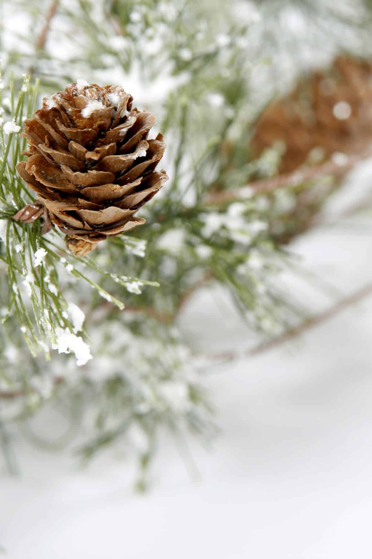 PINECONE ON A SNOWY BRANCH
