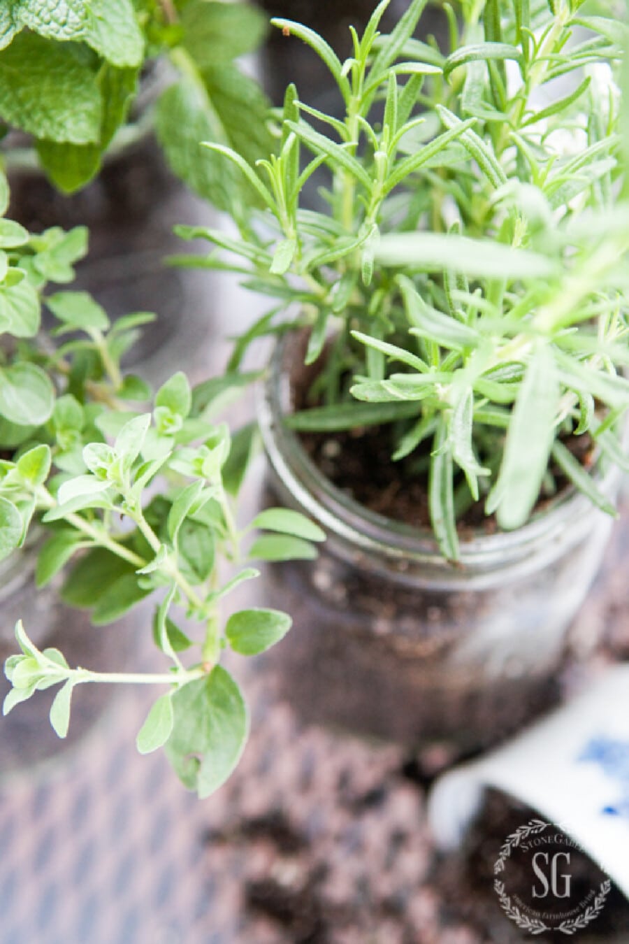 top view of herbs in mason jars