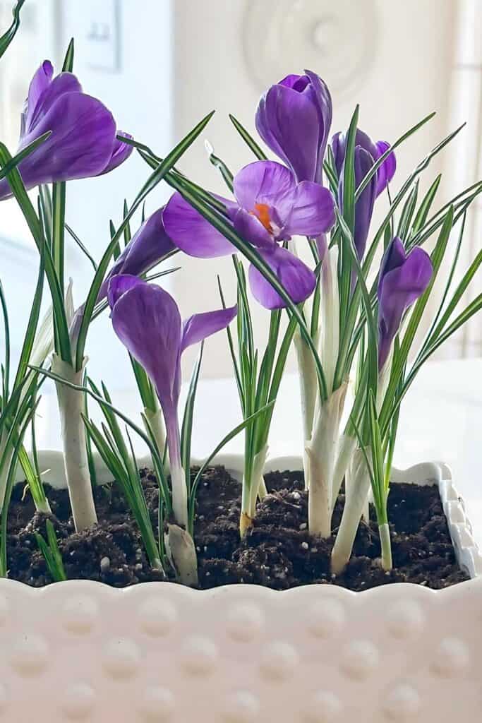 snowdrops