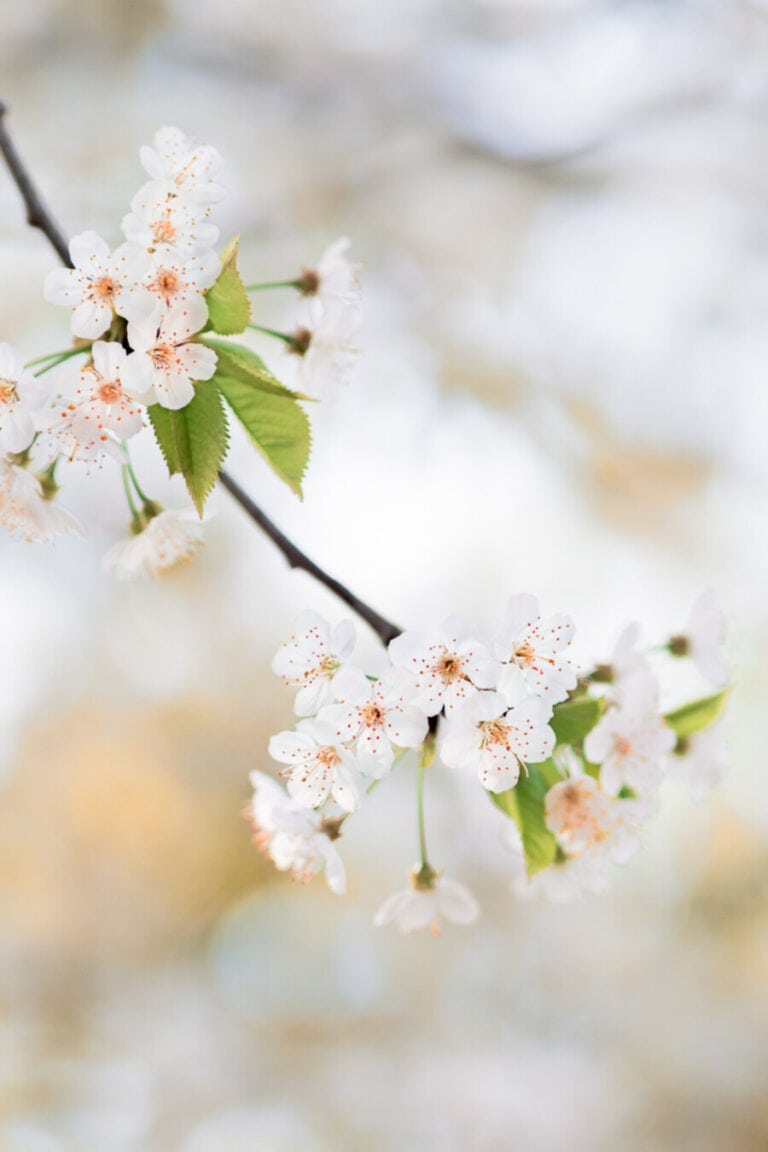 Forgiving Others And Living In Peace