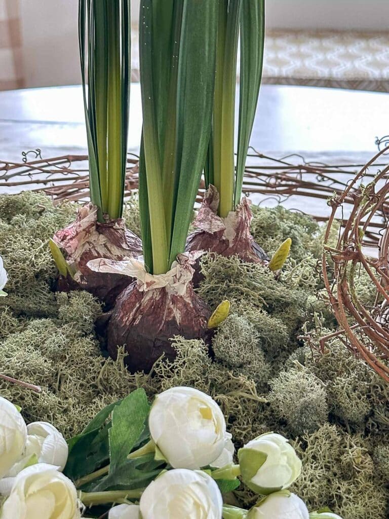 SPRING DOUGH BOWL- paperwhite bulbs