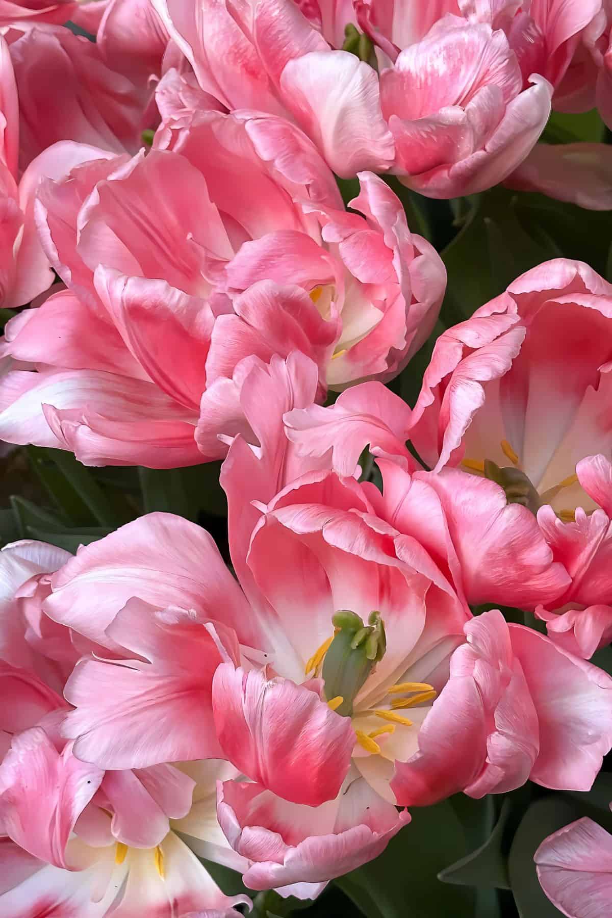 ss- open tulips