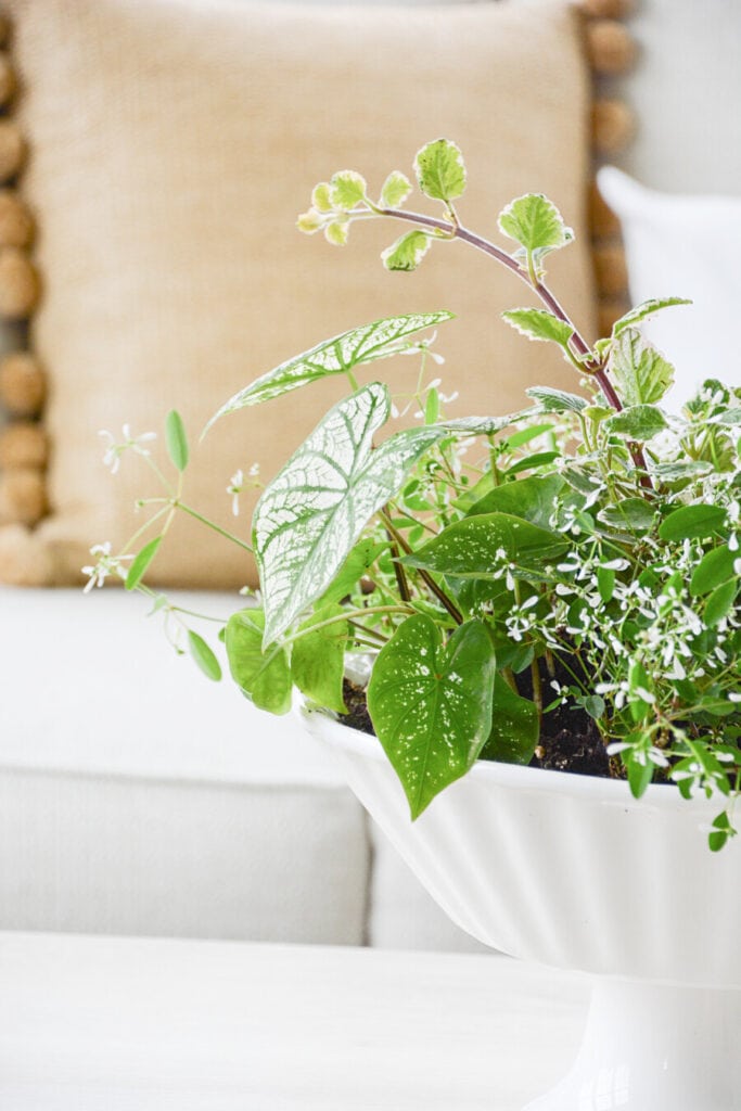 A PLANT AND PILLOW IN THE BACKGROUND