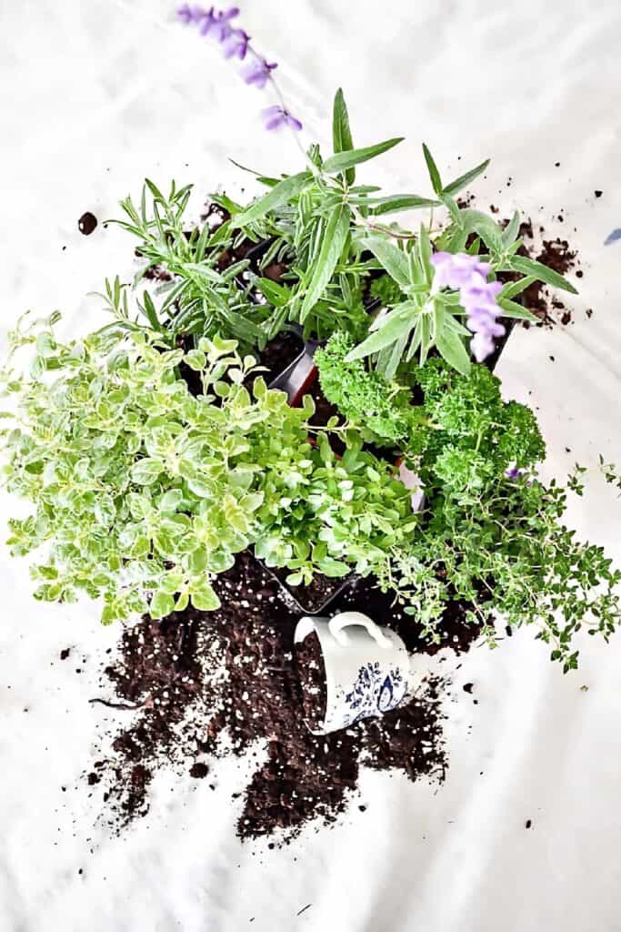 various herbs in dirt-top view