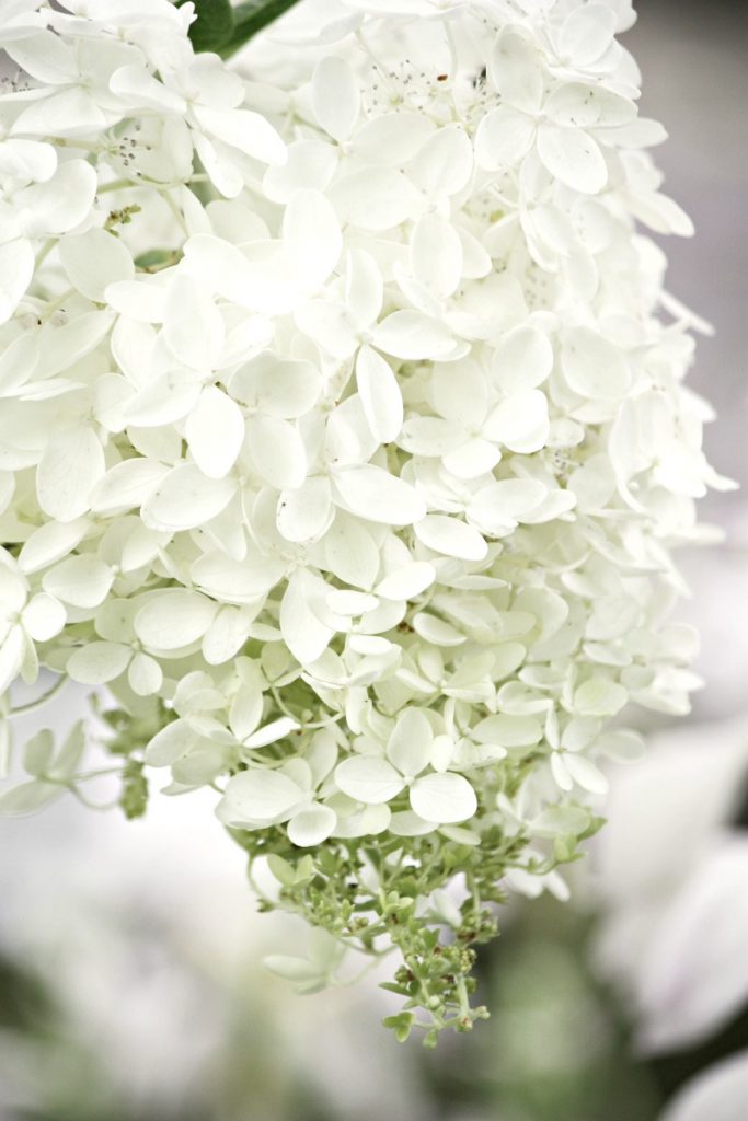 white cut hydrangeas