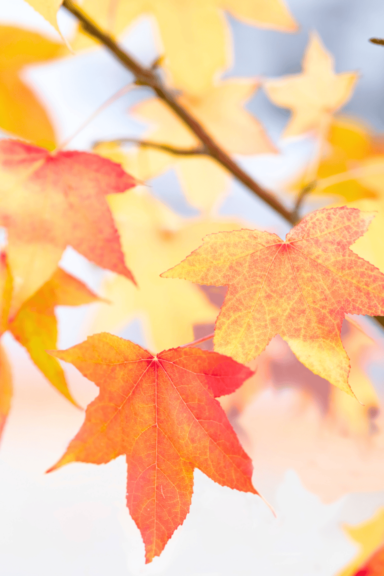 colorful leaves